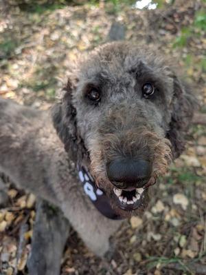 A close-up of a gray poodle with a black nose and expressive eyes, wearing a black bandana with white paw prints, standing on a leaf-covered ground.