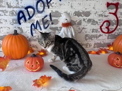 Tabitha, kitten, available for adoption