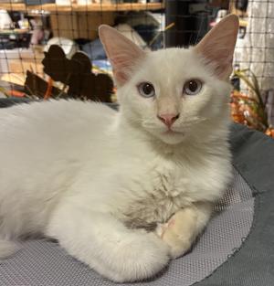 Casper, kitten, available for adoption