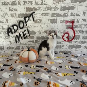 A black and white cat sitting on a Halloween-themed blanket with a pumpkin and the words "ADOPT ME!" and a number 3 on a brick wall background.
