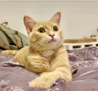 A light orange cat lying on a purple blanket, looking up with wide eyes.