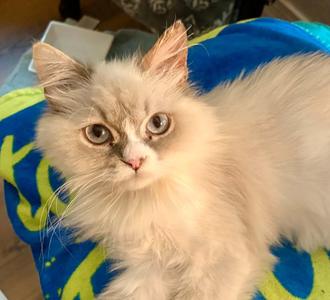Valencia aka Fancy, young, available for adoption