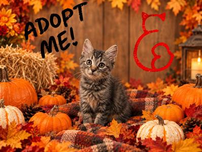 Penelope, kitten, available for adoption
