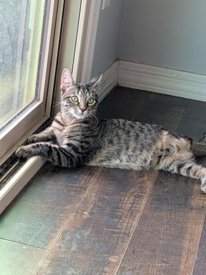 A tabby cat lying on a wooden floor near a window, looking directly at the camera.