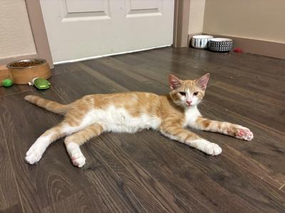 An orange and white cat lying on a wooden floor