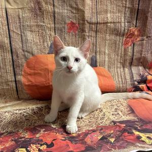 Carson, kitten, available for adoption
