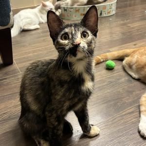 Cersei, kitten, available for adoption