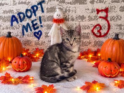 Ophelia, kitten, available for adoption