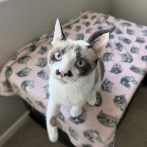 A cat with blue eyes and white fur with brown patches, sitting on a pink blanket with a cat pattern.
