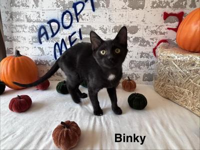 Binky, kitten, available for adoption