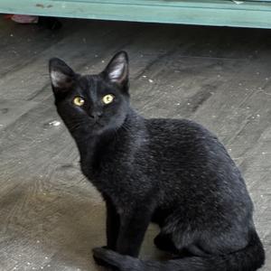 A black cat with bright yellow eyes sitting on a wooden floor.