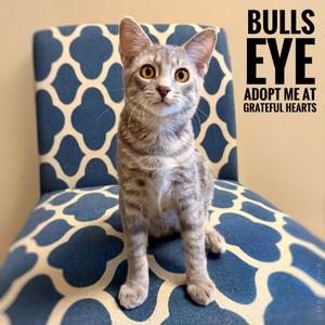 Bullseye, kitten, available for adoption