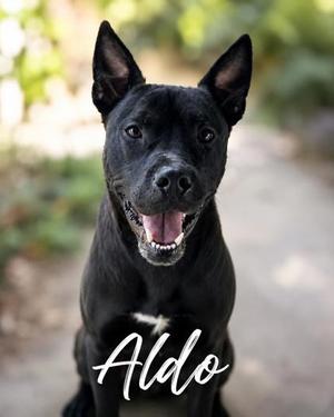 Aldo, Pit Bull Terrier / Mixed Breed, adult, available for adoption