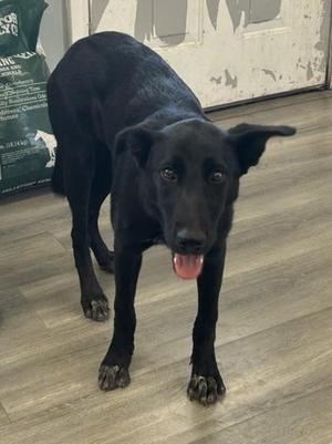 A black dog standing on a wooden floor with its tongue out, looking at the camera.