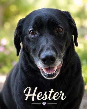 Hester, Labrador Retriever / Mixed Breed, adult, available for adoption