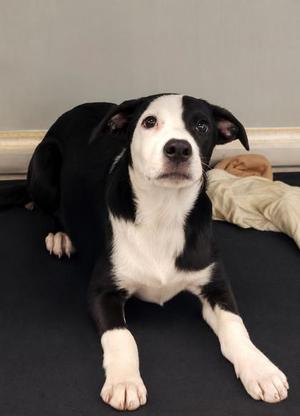 Domino, Pit Bull Terrier / Mixed Breed, puppy, available for adoption