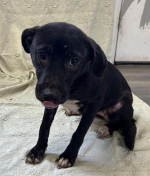 Meadow, Pit Bull Terrier / Mixed Breed, adult, available for adoption