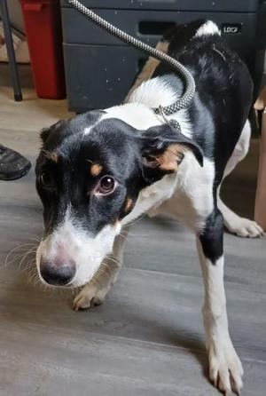 Owen, Hound / Mixed Breed, adult, available for adoption