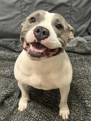 Peggy Sue, Pit Bull Terrier / Mixed Breed, adult, available for adoption