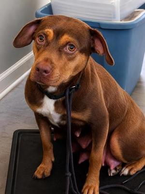 Primrose, Terrier / Dachshund, adult, available for adoption