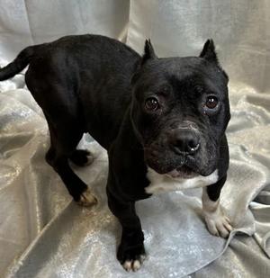 Macie, American Bulldog / Mixed Breed, adult, available for adoption