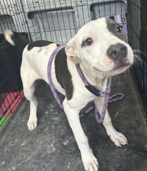 Clanton, Pit Bull Terrier / Mixed Breed, adult, available for adoption