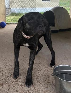 A black dog with a brindle coat standing on a concrete surface, wearing a pink collar, with a metal water bowl nearby and a dog house in the background.