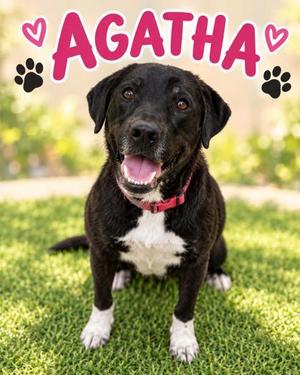 Agatha, Labrador Retriever / Mixed Breed, puppy, available for adoption