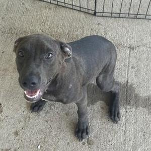 A black dog standing on a concrete surface, looking up with its mouth open and tongue visible.