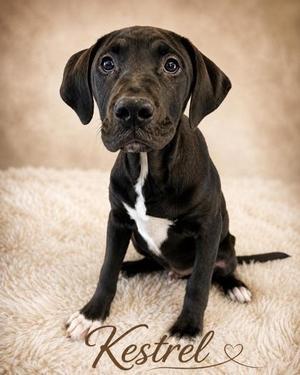 Kestrel, Labrador Retriever / Mixed Breed, puppy, available for adoption