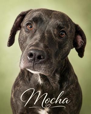 Mocha, Cane Corso / Pit Bull Terrier, adult, available for adoption