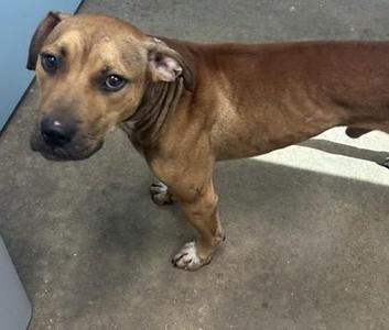 A brown dog standing on a concrete floor, looking towards the camera with a slightly sad expression.