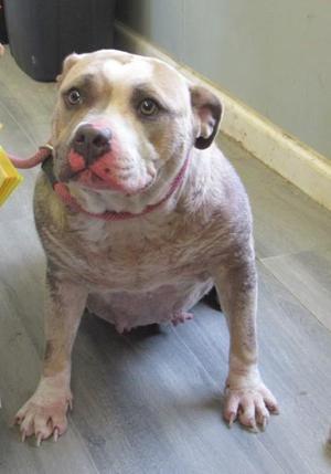 A pitbull dog with a pink collar sits on a wooden floor.