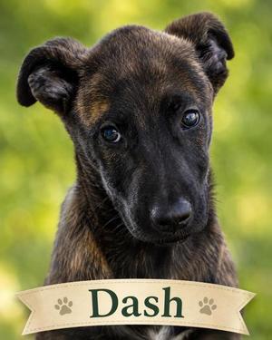 Dash, Plott Hound / Mastiff, puppy, available for adoption