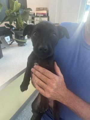 Bam, Shepherd / Mixed Breed, puppy, available for adoption