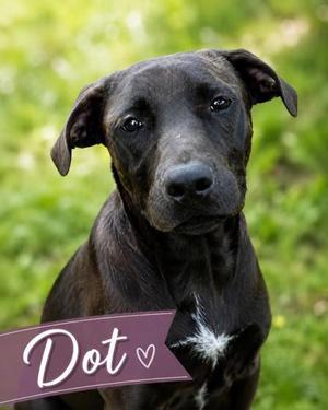 Dot, Plott Hound / Mixed Breed, puppy, available for adoption