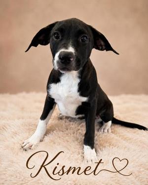Kismet, Labrador Retriever / Mixed Breed, puppy, available for adoption