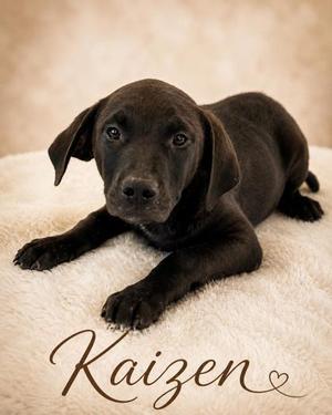 Kaizen, Labrador Retriever / Mixed Breed, puppy, available for adoption