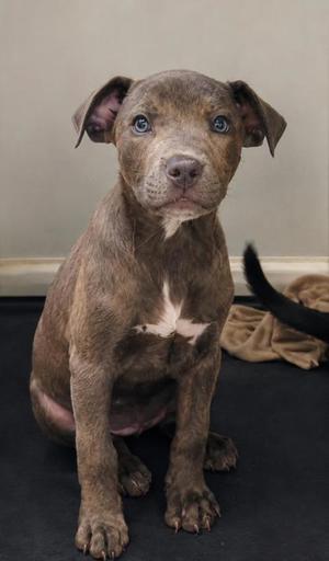 A brown puppy with blue eyes sitting on a black surface.