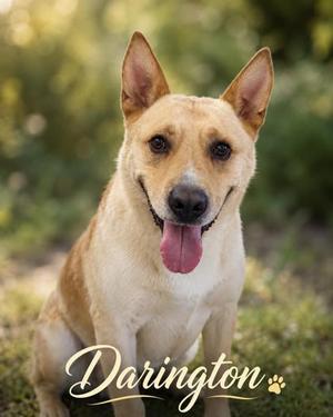 A light brown dog with pointed ears and a pink tongue sticking out, sitting in a grassy area with a blurred green background. The name "Darington" is written in cursive at the bottom of the image.