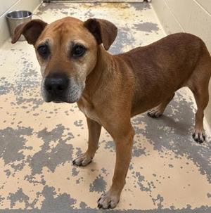 Emerson, Cane Corso / Mixed Breed, adult, available for adoption