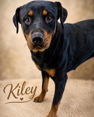 Kiley, Rottweiler / Mixed Breed, young, available for adoption