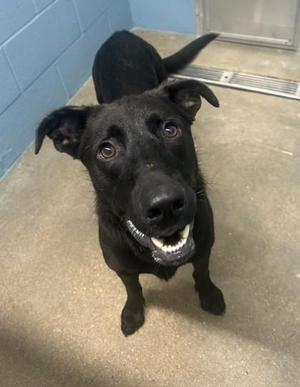 Joker, German Shepherd Dog / Mixed Breed, adult, available for adoption
