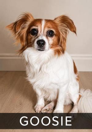 Goosie, Papillon / Pomeranian, adult, available for adoption