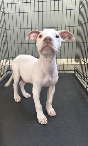 A white puppy standing in a cage, looking up with its ears perked up.