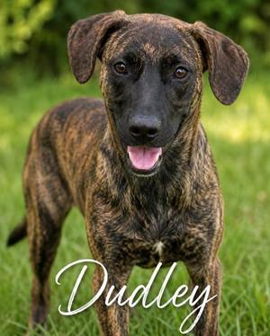 Dudley, Plott Hound / Mixed Breed, puppy, available for adoption