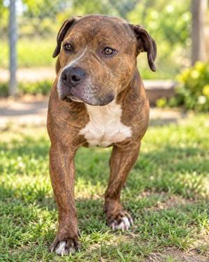 A brown and white dog standing on grass
