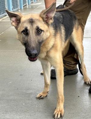 Jessica, German Shepherd Dog, adult, available for adoption