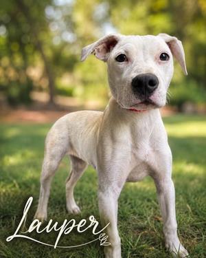 Lauper, Terrier / Labrador Retriever, young, available for adoption