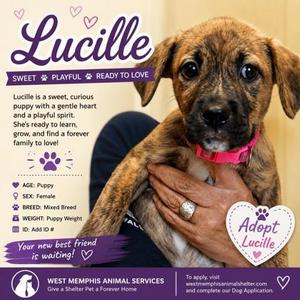 Lucille, Pit Bull Terrier / Mixed Breed, puppy, available for adoption